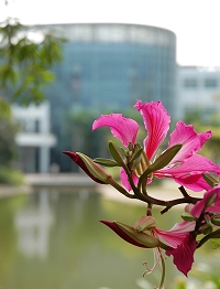 清華大學深圳研究生院